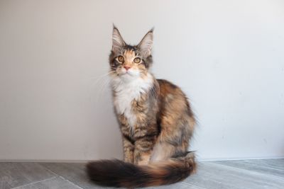 Despina